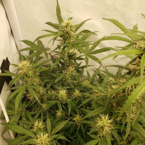 Tropical Zmoothie Seedstockers growlog timeline photo