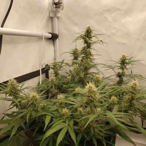 Tropical Zmoothie Seedstockers growlog timeline photo