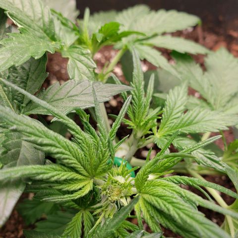 Blueberry Auto 🫐 growlog timeline photo