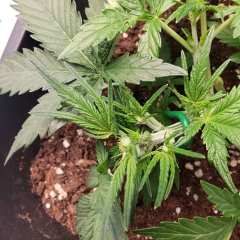Blueberry Auto 🫐 growlog timeline photo