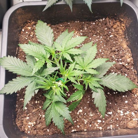 Blueberry Auto 🫐 growlog timeline photo