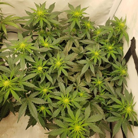 Powerplant #1 growlog timeline photo