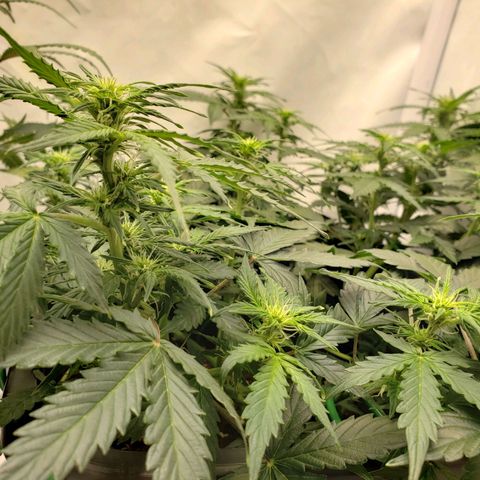 Powerplant #1 growlog timeline photo