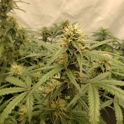 Tropical Zmoothie Seedstockers growlog timeline photo