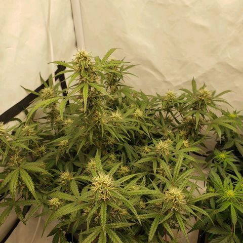 Tropical Zmoothie Seedstockers growlog timeline photo
