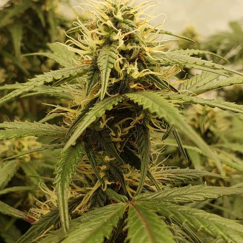 Tropical Zmoothie Seedstockers growlog timeline photo