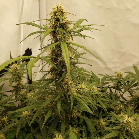 Tropical Zmoothie Seedstockers growlog timeline photo