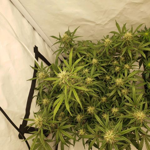 Tropical Zmoothie Seedstockers growlog timeline photo
