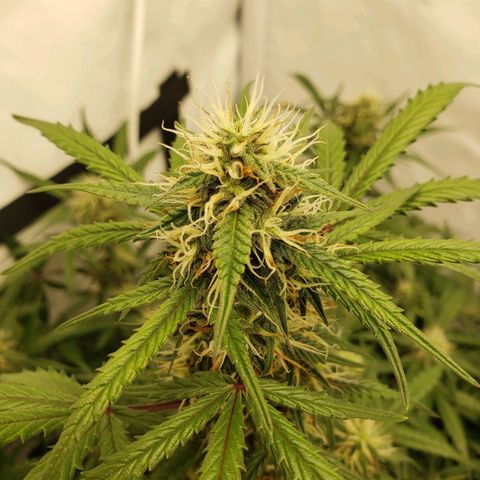 Tropical Zmoothie Seedstockers growlog timeline photo