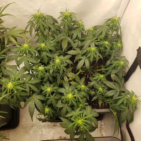 Powerplant #1 growlog timeline photo