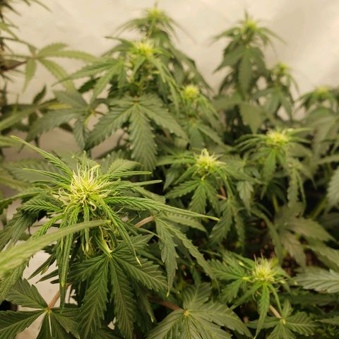 Powerplant #1 growlog timeline photo