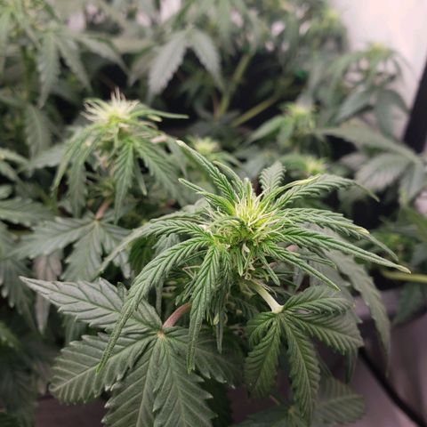 Powerplant #1 growlog timeline photo