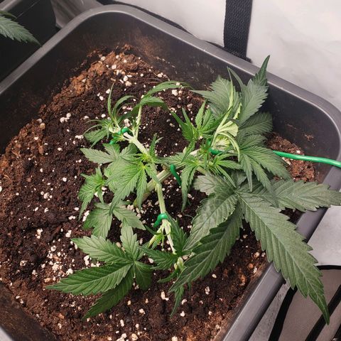 Blueberry Auto 🫐 growlog timeline photo