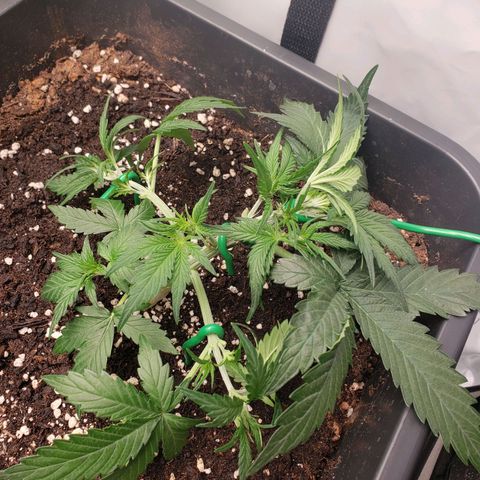 Blueberry Auto 🫐 growlog timeline photo