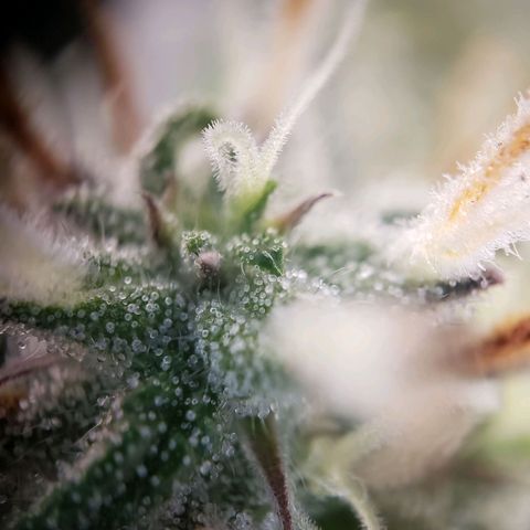 Tropical Zmoothie Seedstockers growlog timeline photo