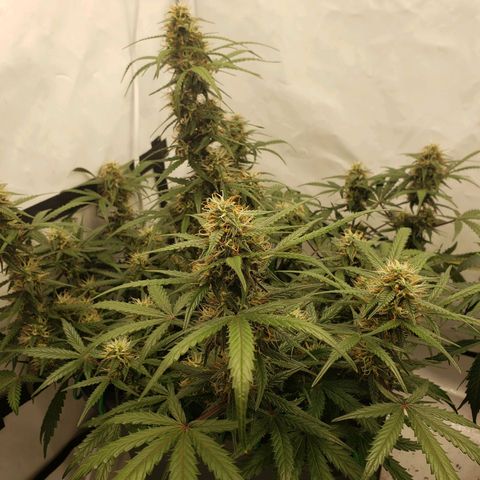 Tropical Zmoothie Seedstockers growlog timeline photo