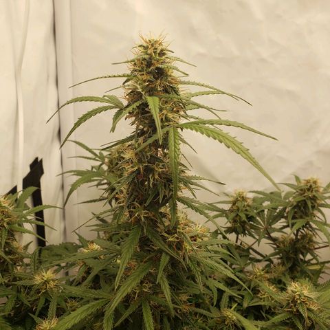 Tropical Zmoothie Seedstockers growlog timeline photo