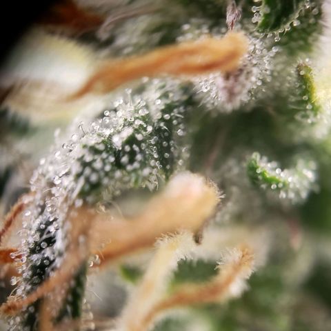 Tropical Zmoothie Seedstockers growlog timeline photo