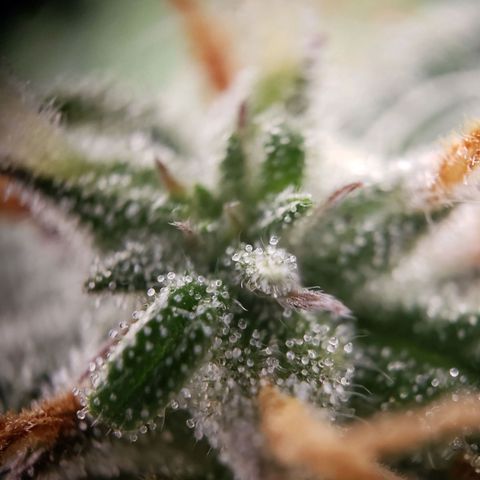 Tropical Zmoothie Seedstockers growlog timeline photo