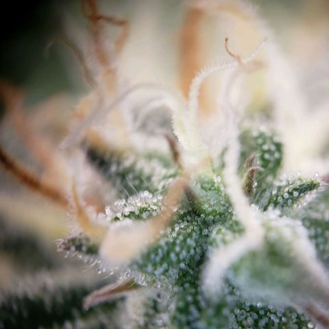 Tropical Zmoothie Seedstockers growlog timeline photo