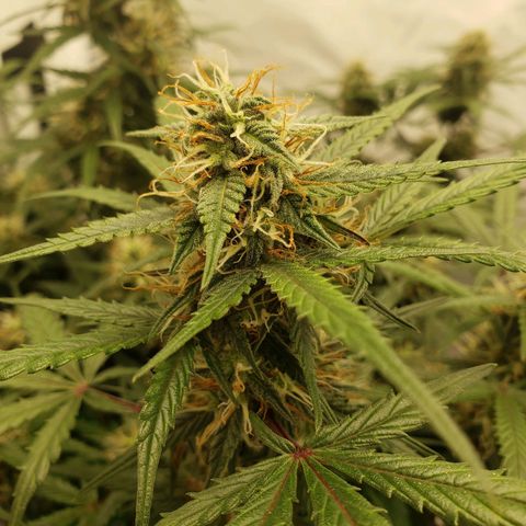 Tropical Zmoothie Seedstockers growlog timeline photo