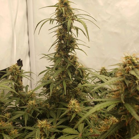 Tropical Zmoothie Seedstockers growlog timeline photo
