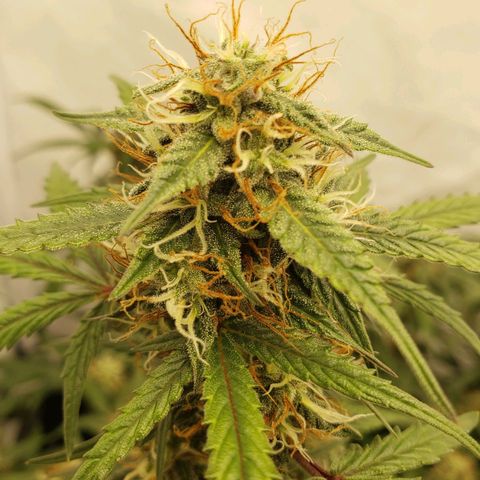 Tropical Zmoothie Seedstockers growlog timeline photo