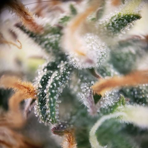 Tropical Zmoothie Seedstockers growlog timeline photo