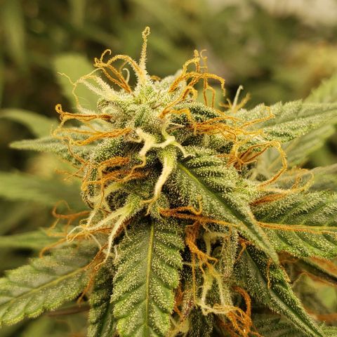 Tropical Zmoothie Seedstockers growlog timeline photo