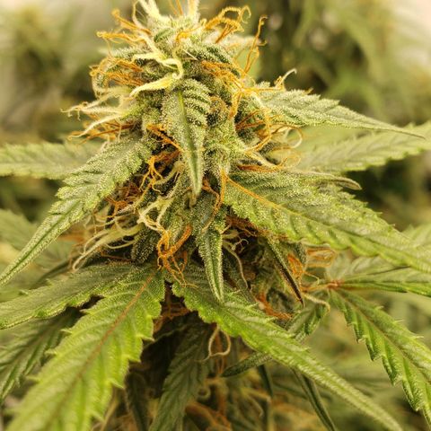 Tropical Zmoothie Seedstockers growlog timeline photo