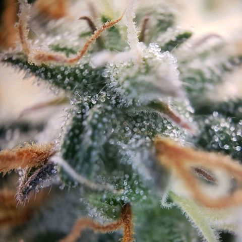 Tropical Zmoothie Seedstockers growlog timeline photo