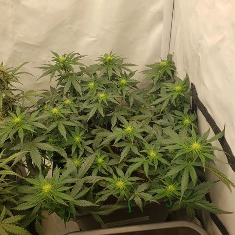 Powerplant #1 growlog timeline photo