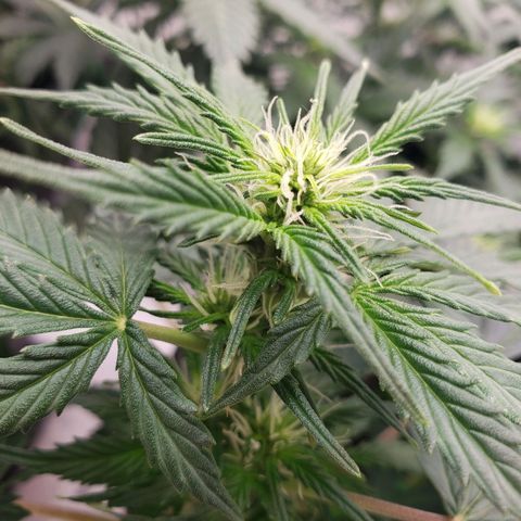 Powerplant #1 growlog timeline photo