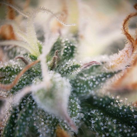 Tropical Zmoothie Seedstockers growlog timeline photo