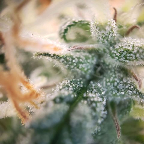 Tropical Zmoothie Seedstockers growlog timeline photo
