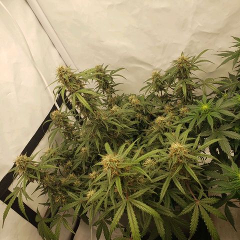Tropical Zmoothie Seedstockers growlog timeline photo
