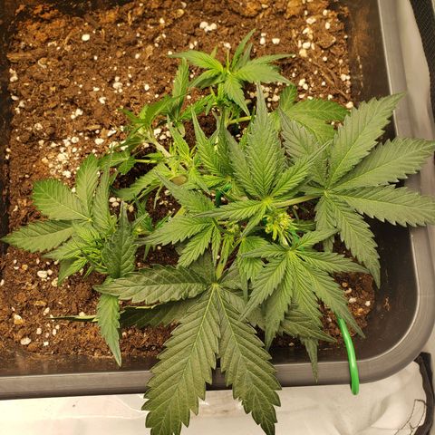 Blueberry Auto 🫐 growlog timeline photo