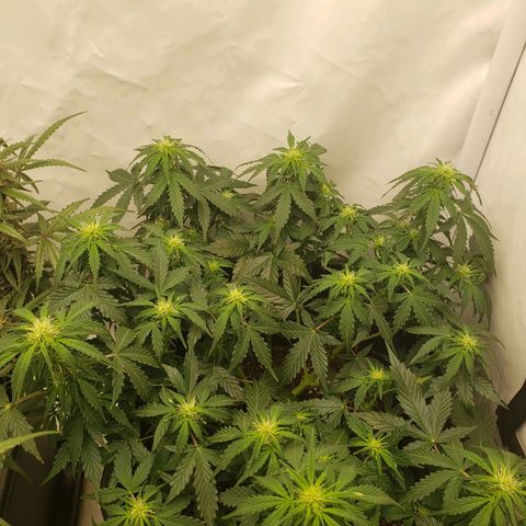 Powerplant #1 growlog timeline photo