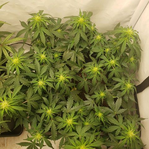 Powerplant #1 growlog timeline photo