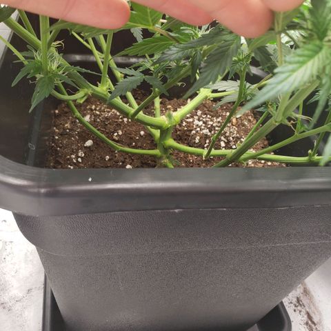 Powerplant #1 growlog timeline photo