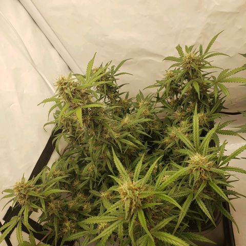Tropical Zmoothie Seedstockers growlog timeline photo