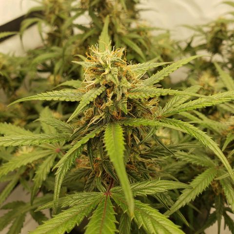 Tropical Zmoothie Seedstockers growlog timeline photo