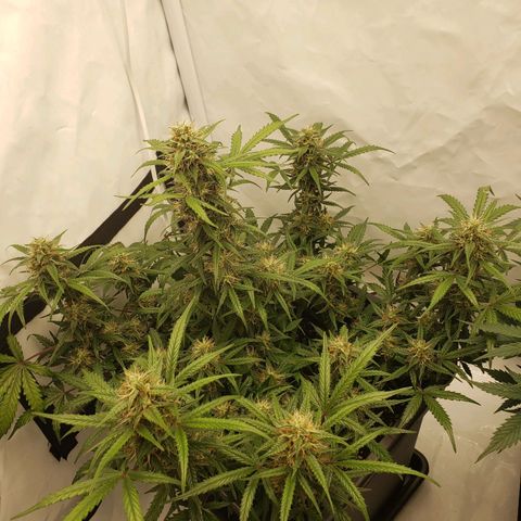 Tropical Zmoothie Seedstockers growlog timeline photo