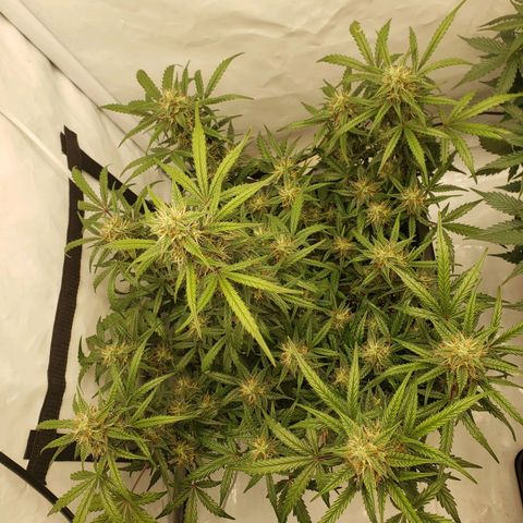 Tropical Zmoothie Seedstockers growlog timeline photo