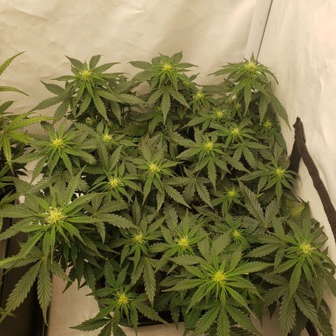 Powerplant #1 growlog timeline photo