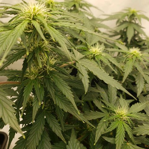 Powerplant #1 growlog timeline photo