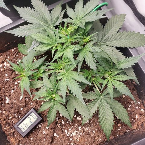 Blueberry Auto 🫐 growlog photo: Leider trockener Hochsommer gefühlt