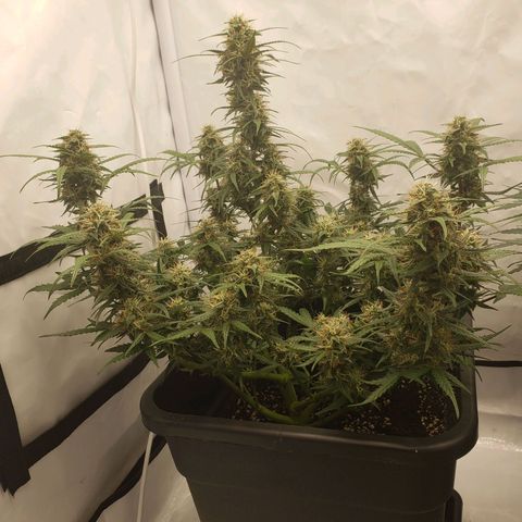 Tropical Zmoothie Seedstockers growlog timeline photo
