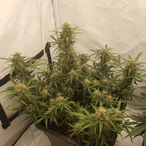 Tropical Zmoothie Seedstockers growlog timeline photo