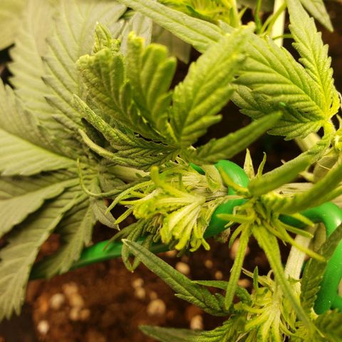 Blueberry Auto 🫐 growlog timeline photo